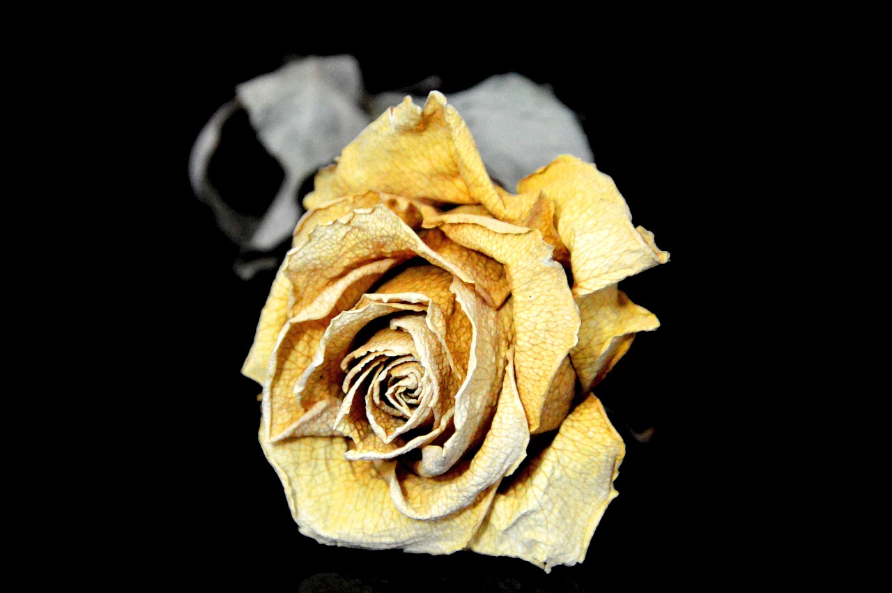 rose dry sad free photo