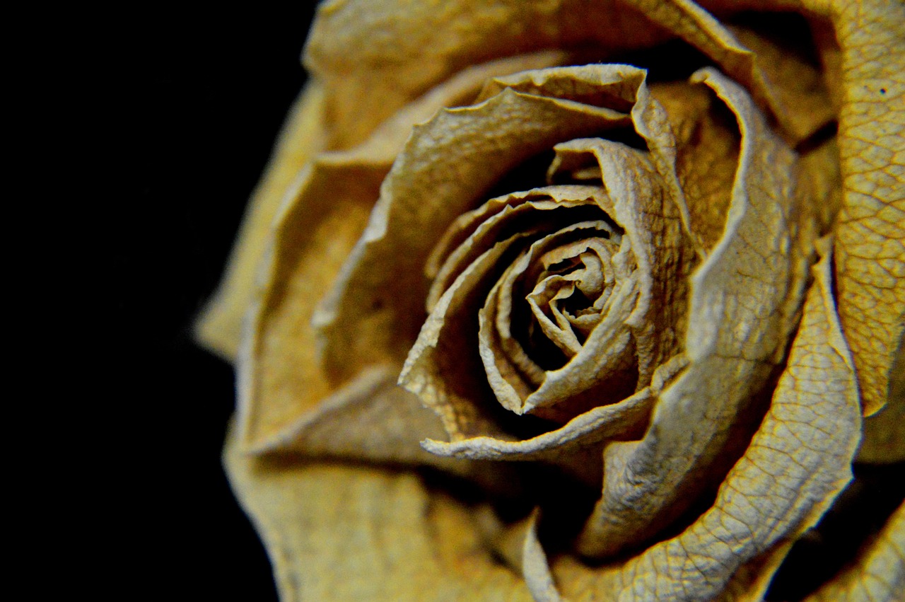 rose dry sad free photo