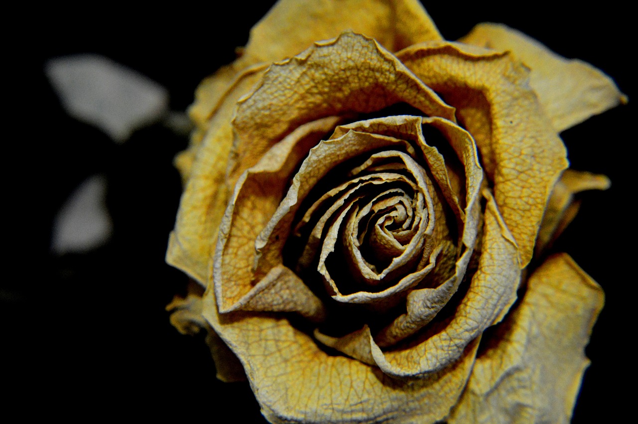 rose dry sad free photo