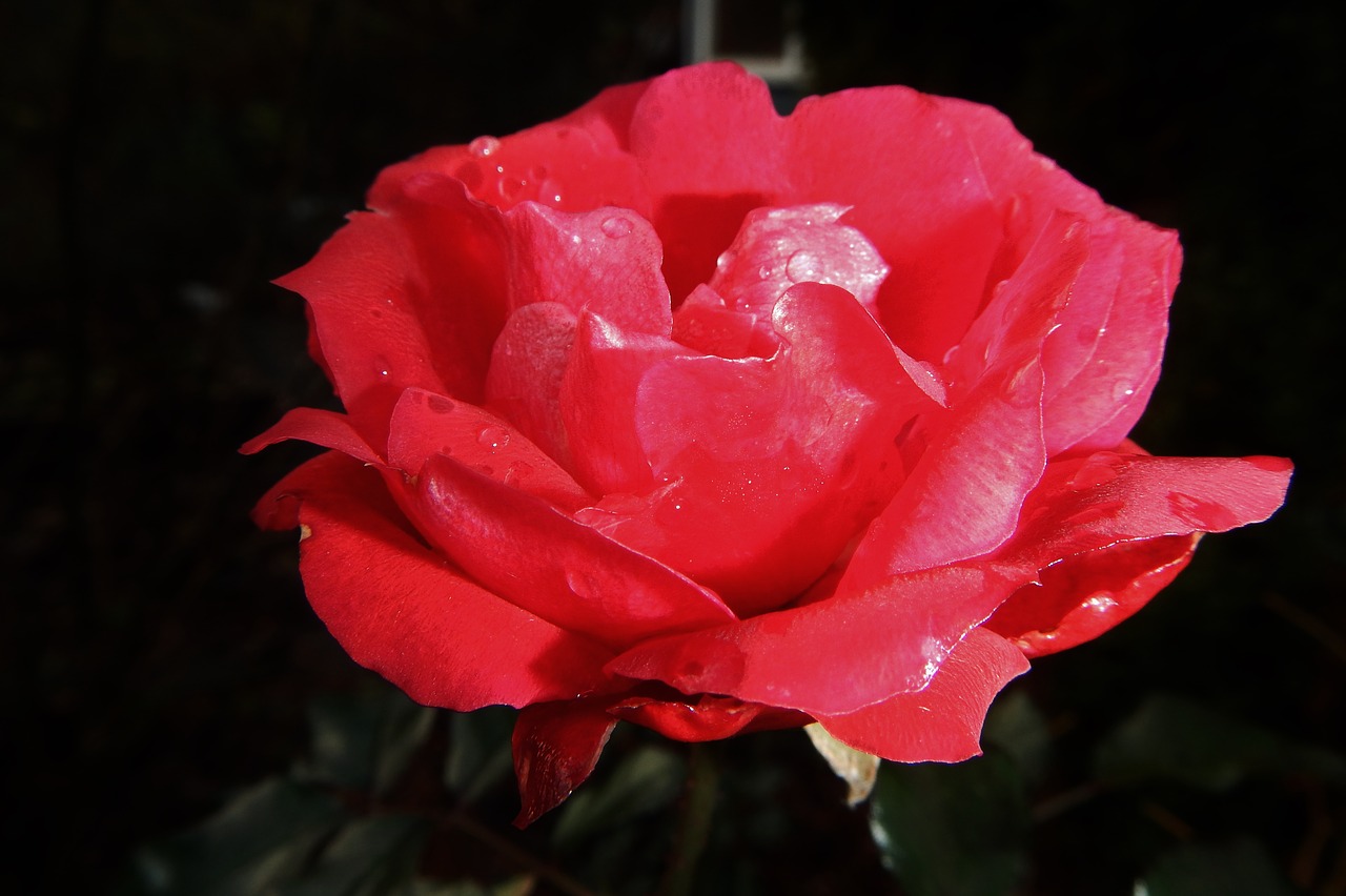 rose flower red rose free photo