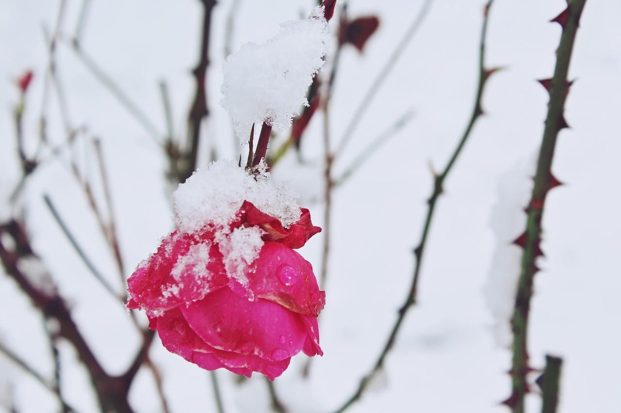 rose snow winter free photo