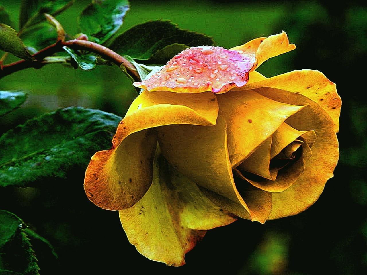 rose yellow rose rose flower free photo