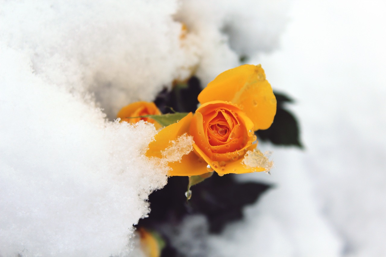 rose snow winter free photo