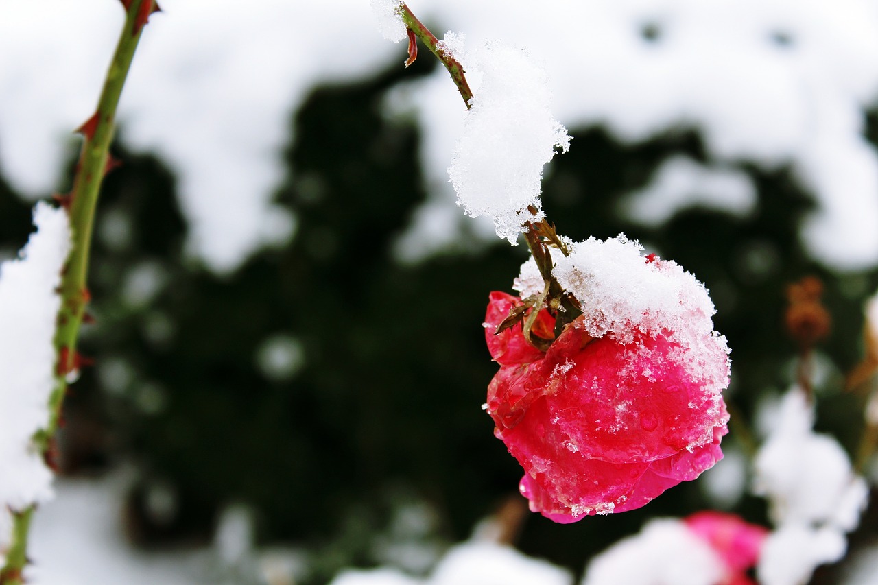 rose snow winter free photo