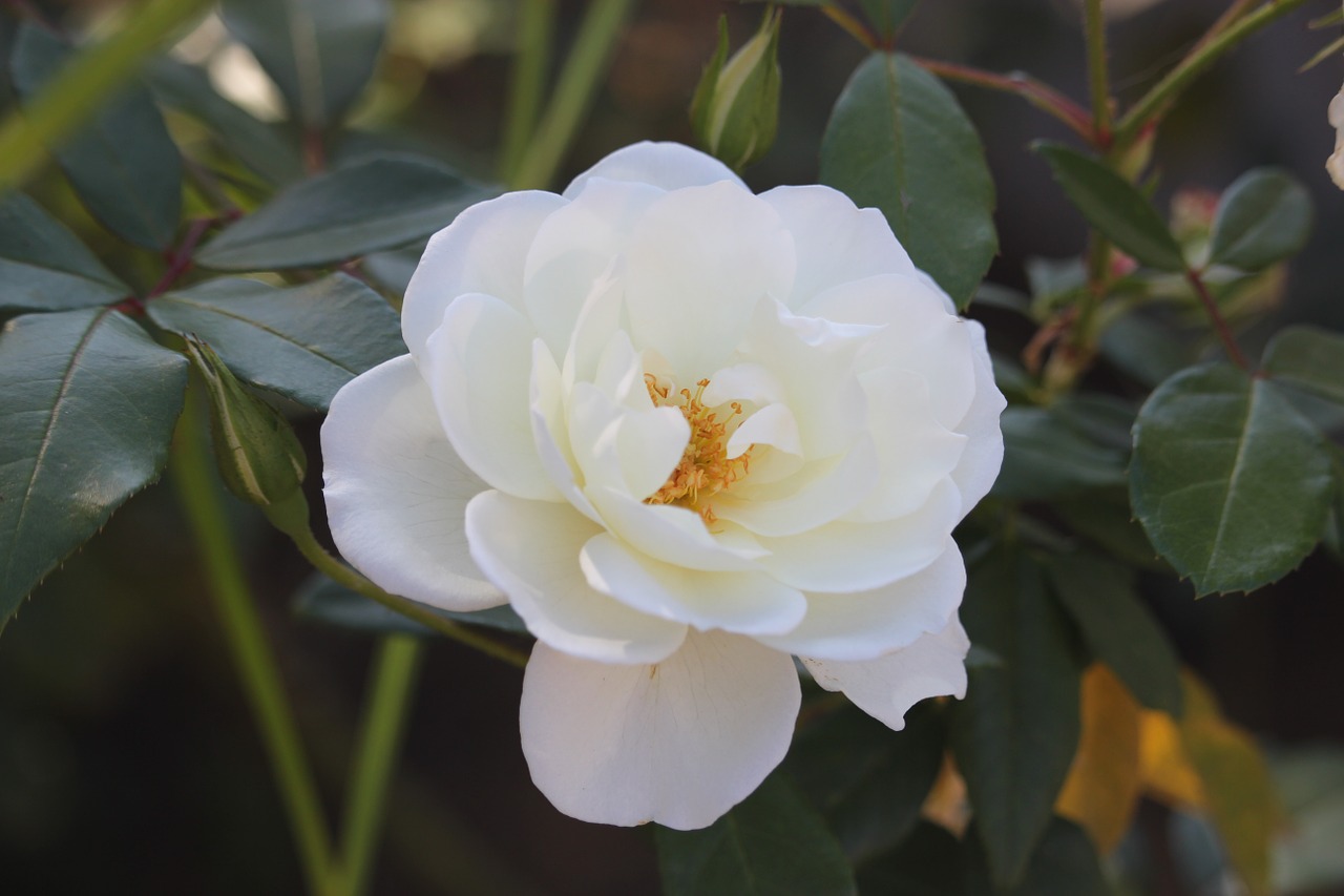 rose nature white free photo