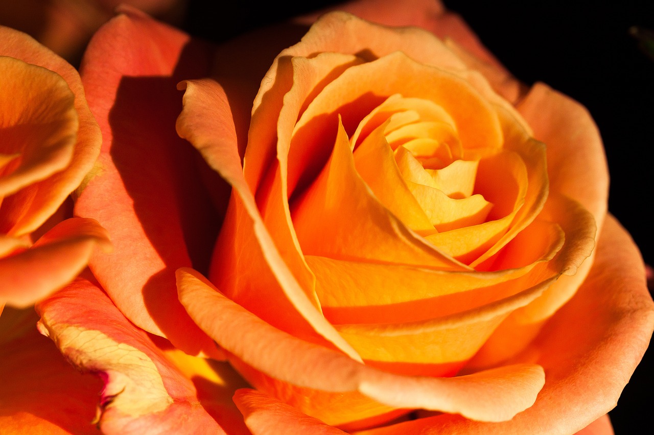 rose orange composites free photo