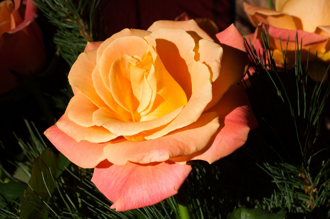 rose orange composites free photo