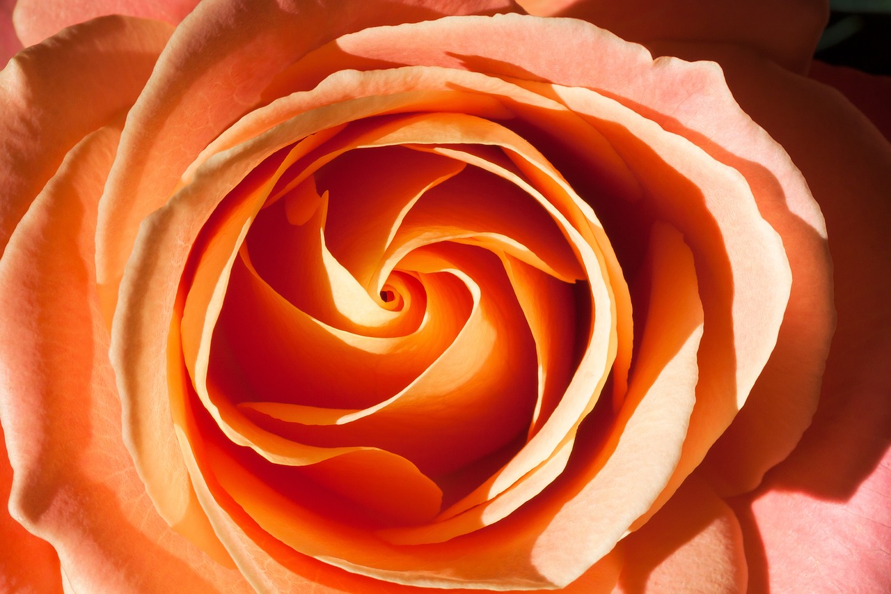 rose orange composites free photo
