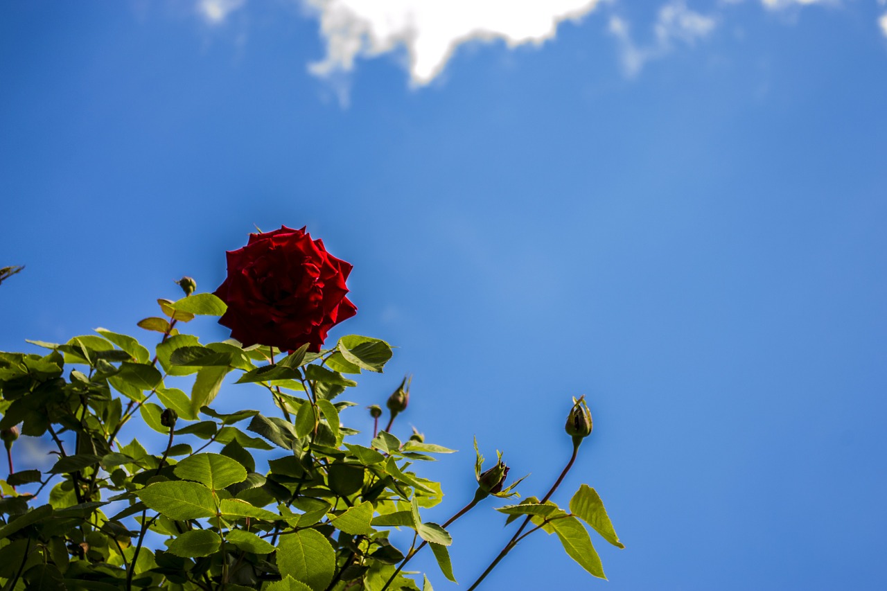 rose sky red free photo