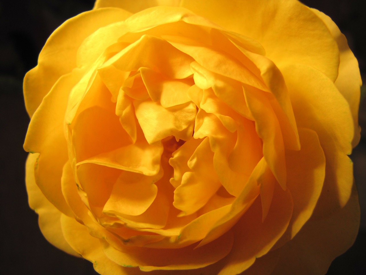 rose yellow roses macro free photo