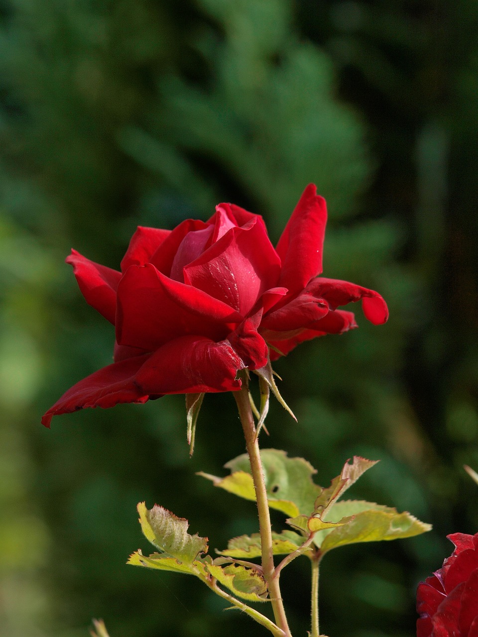 rose red love free photo