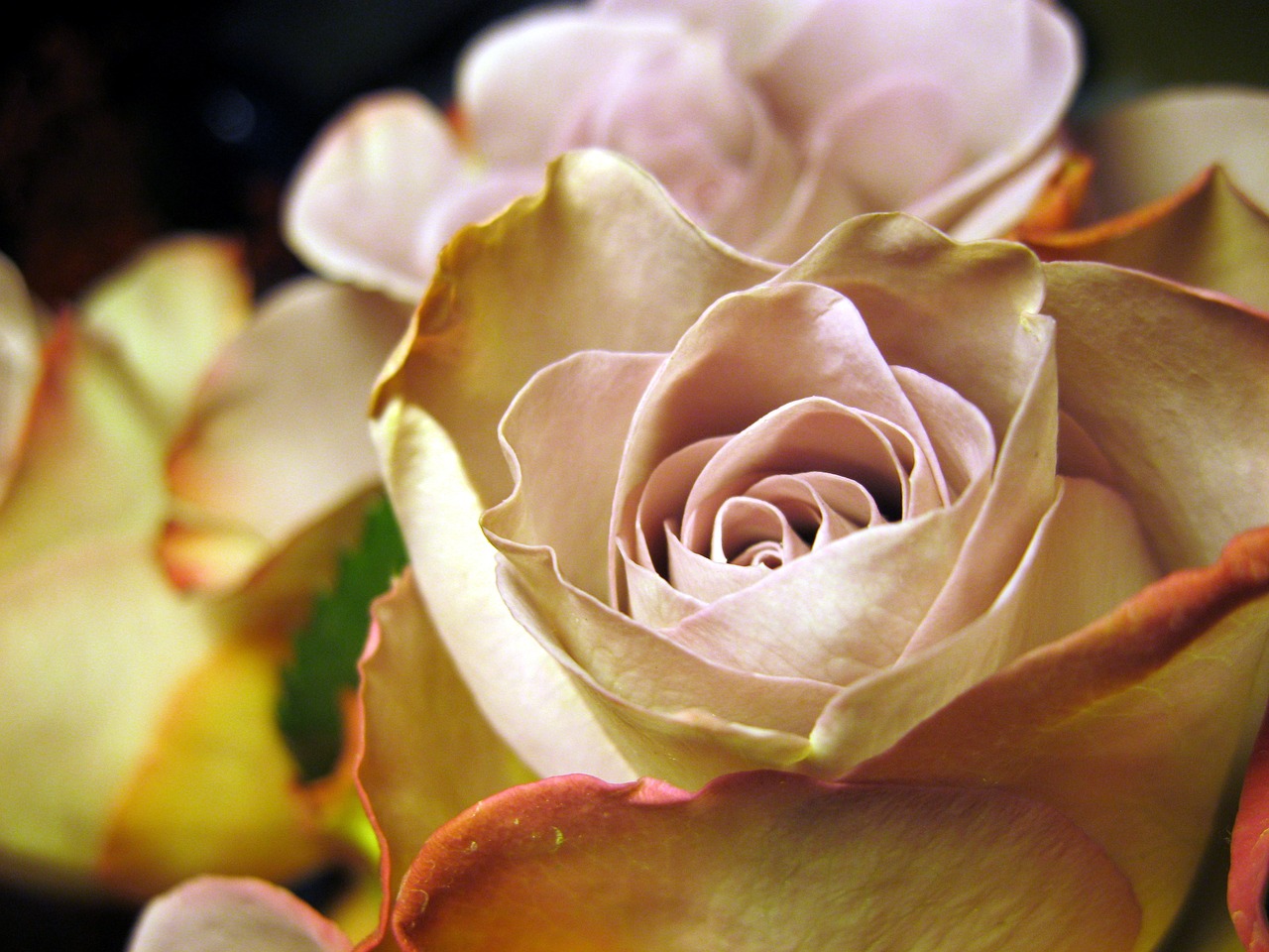 rose rose bloom close free photo