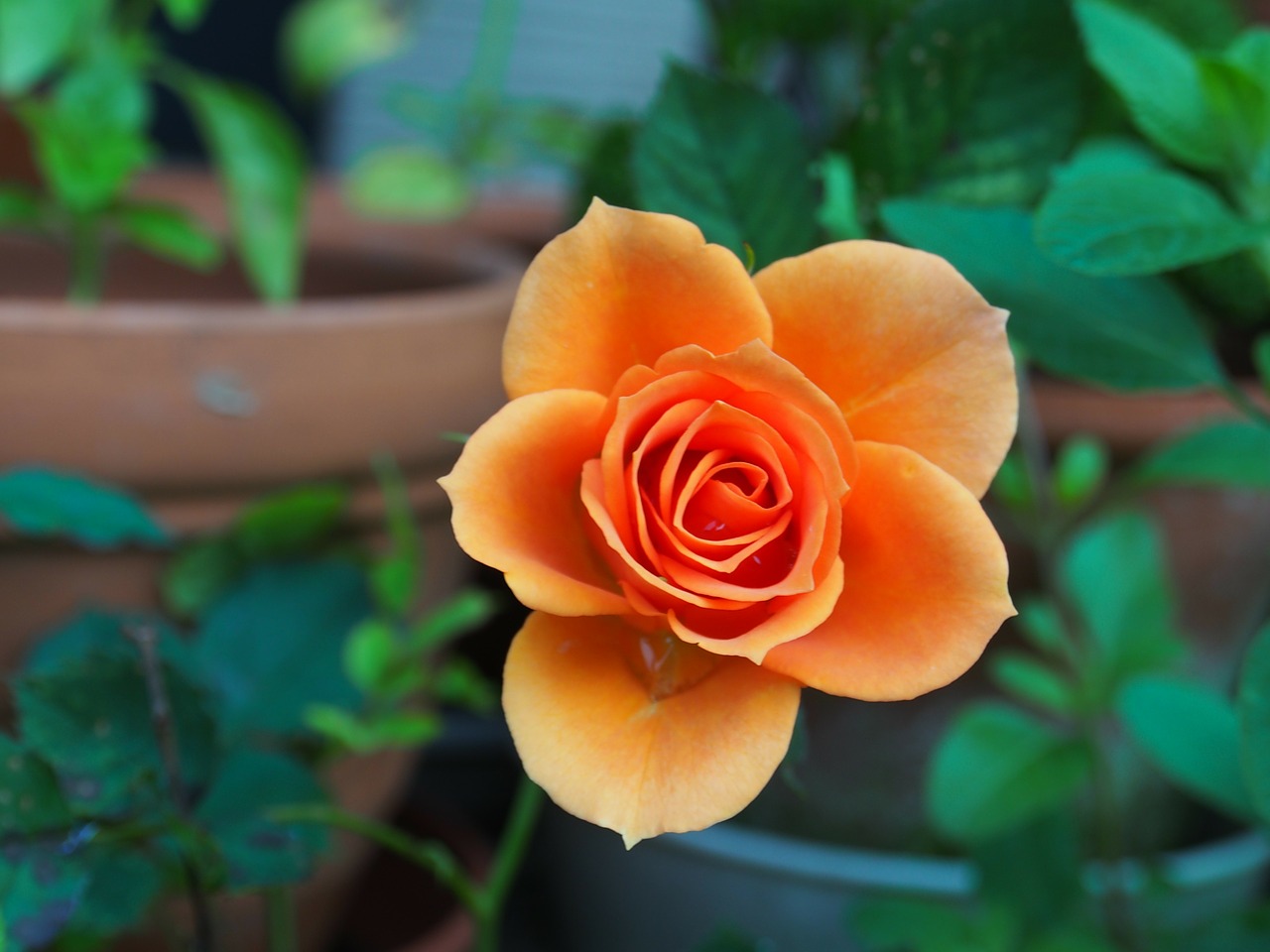 rose huang plant free photo