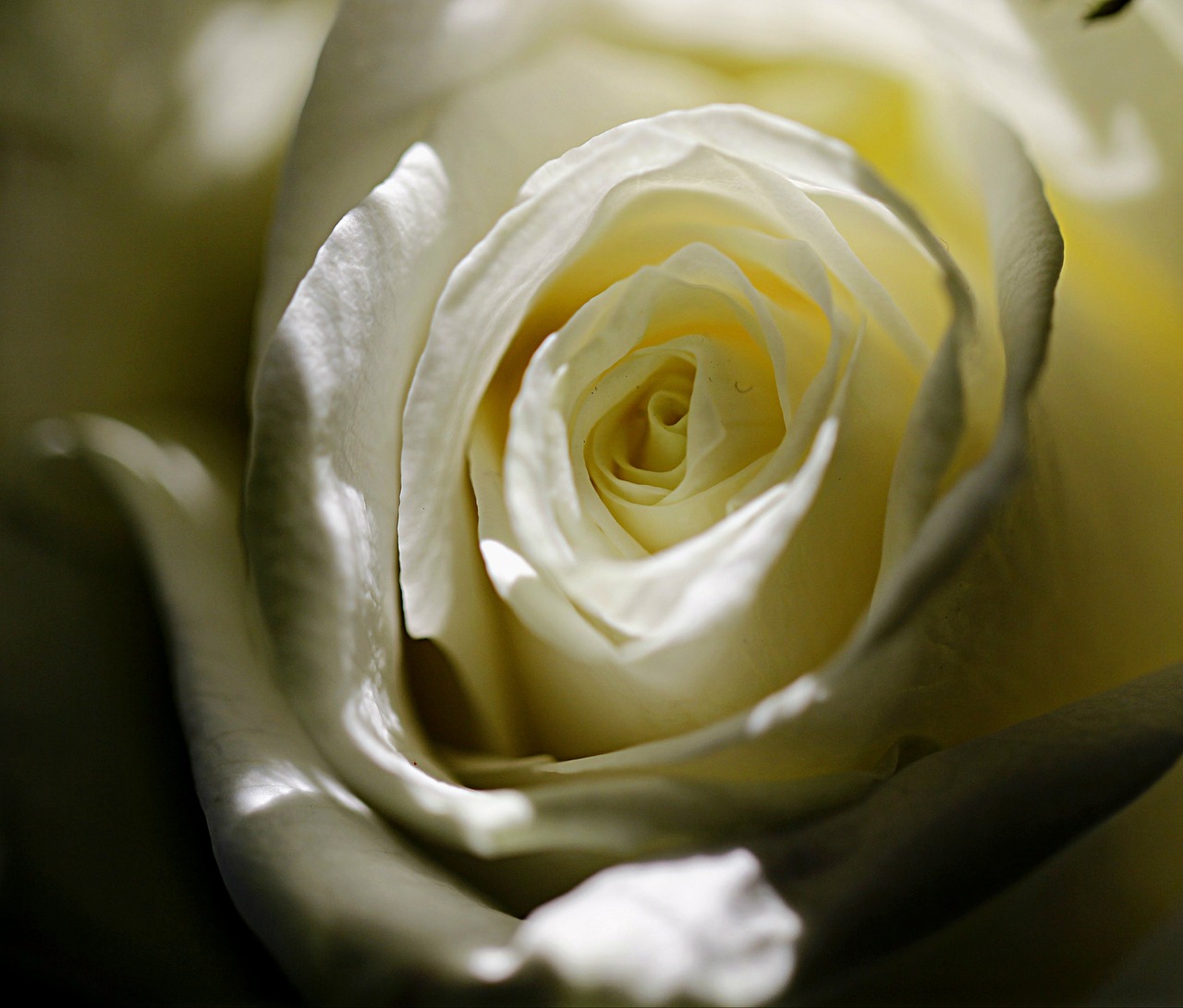 rose white blossom free photo