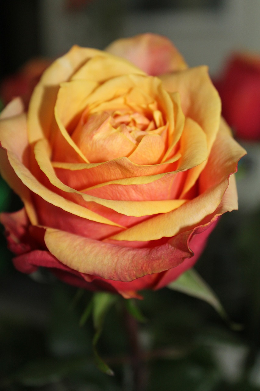 rose orange roses free photo