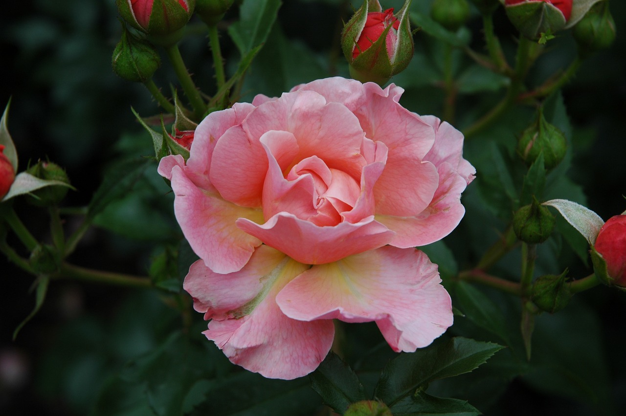 rose garden blossom free photo