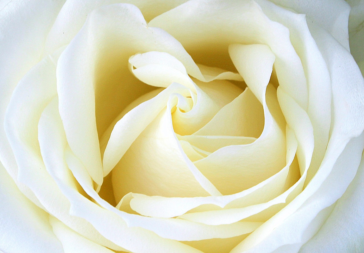 rose white rose bloom free photo