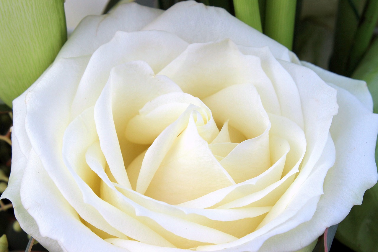 rose rose bloom white free photo