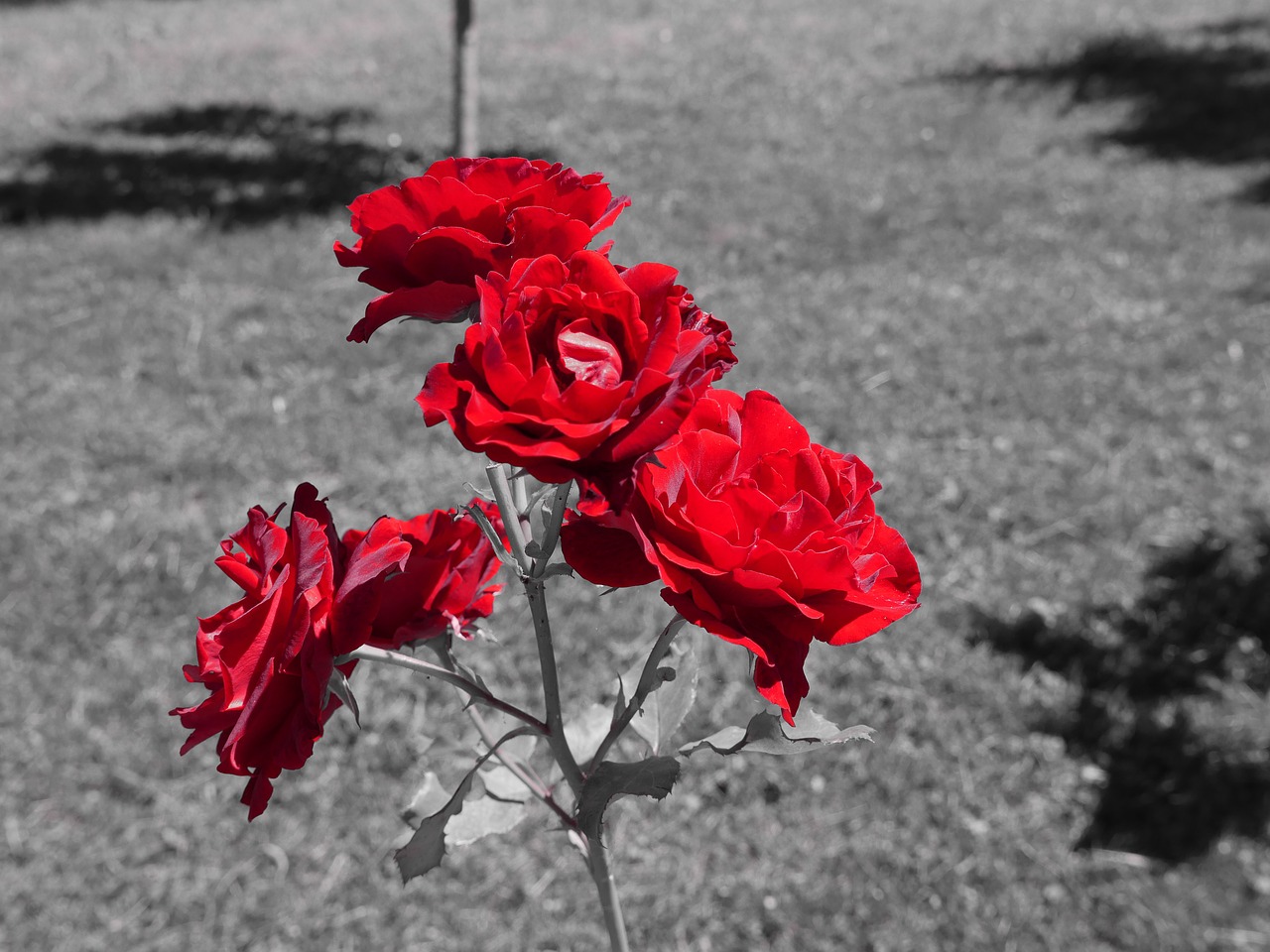 rose red flower free photo