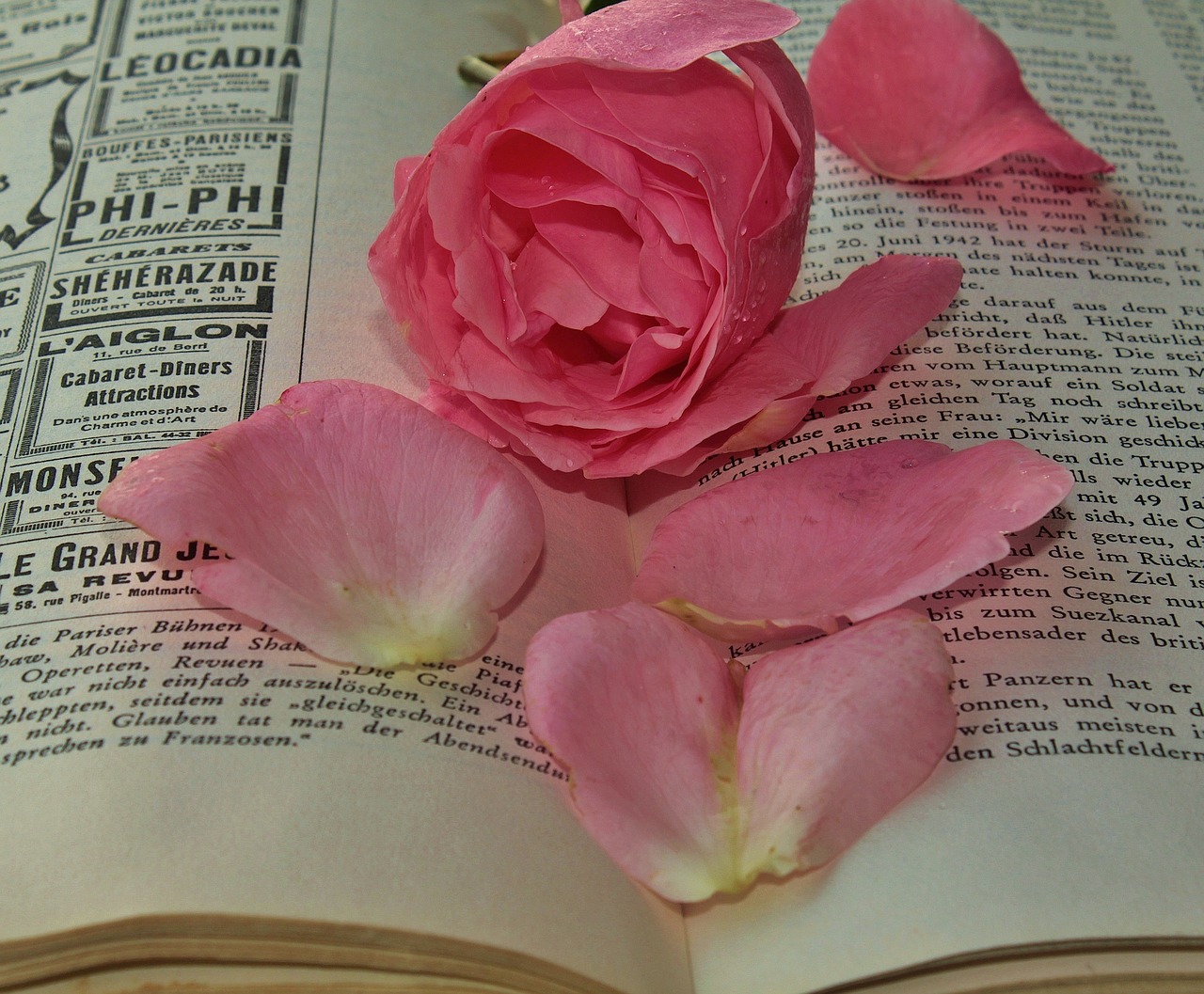 rose romance blossom beauty free photo