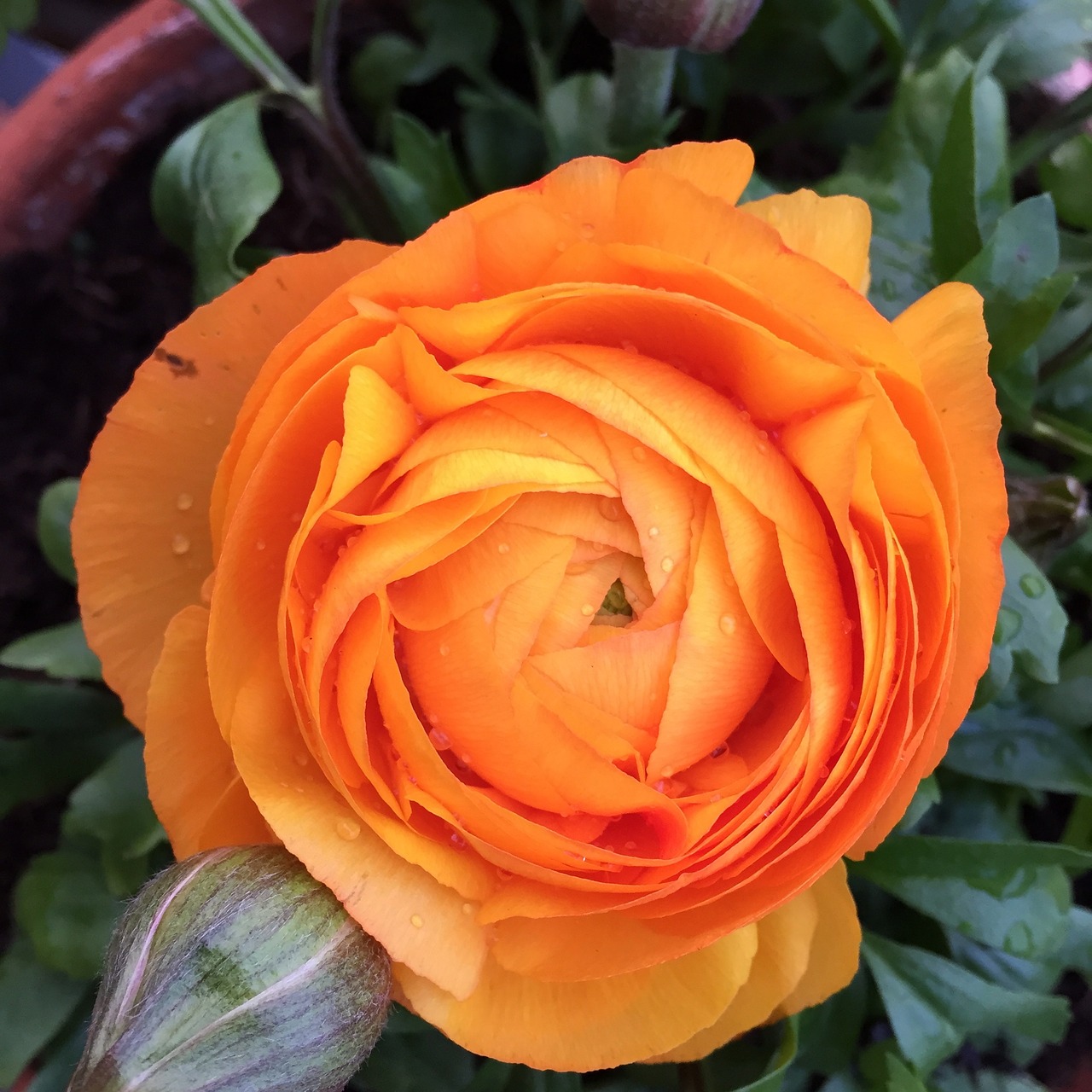 rose orange flower free photo