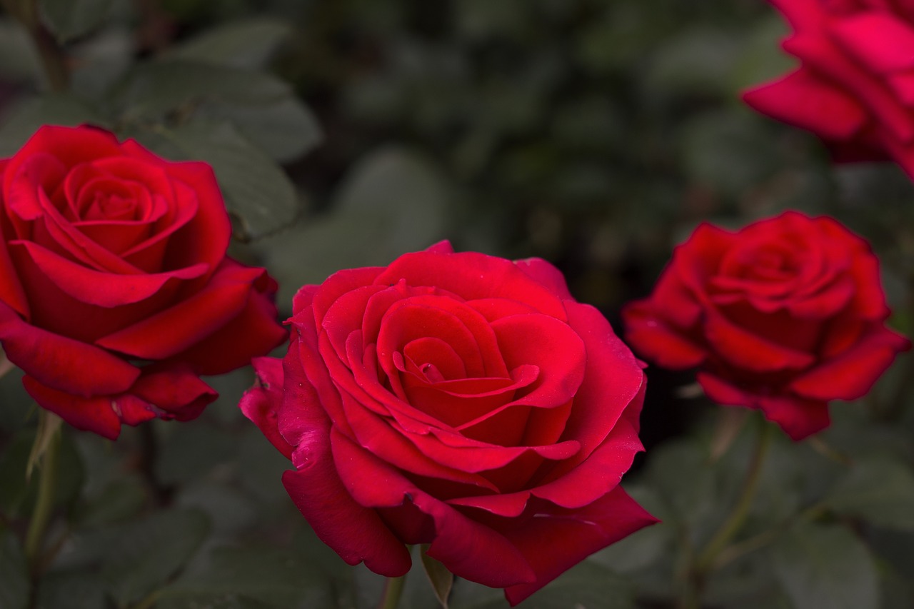 rose red vibrant free photo