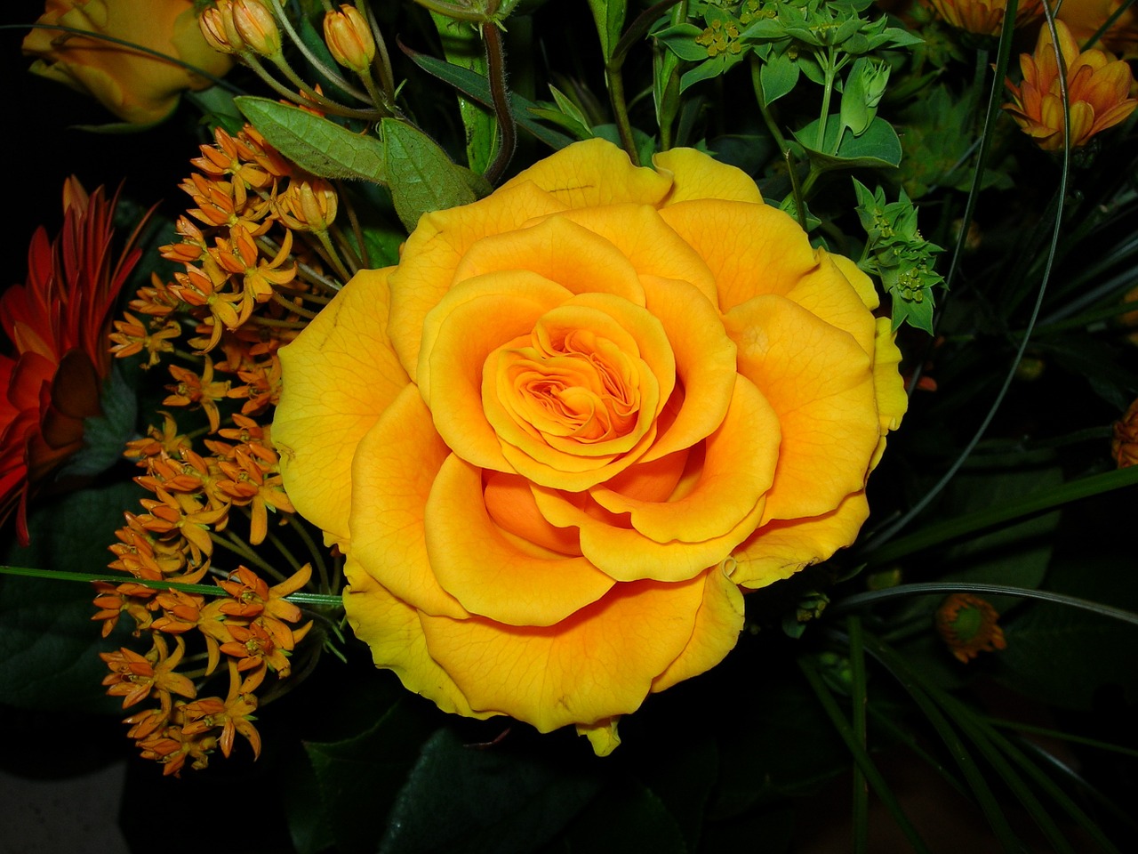 rose yellow flower free photo