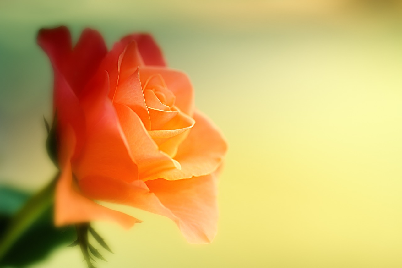 rose flower orange free photo