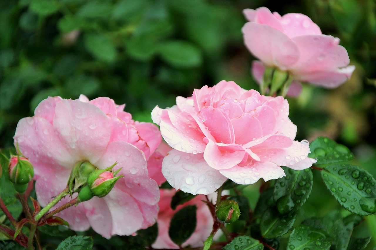 rose drops spring free photo