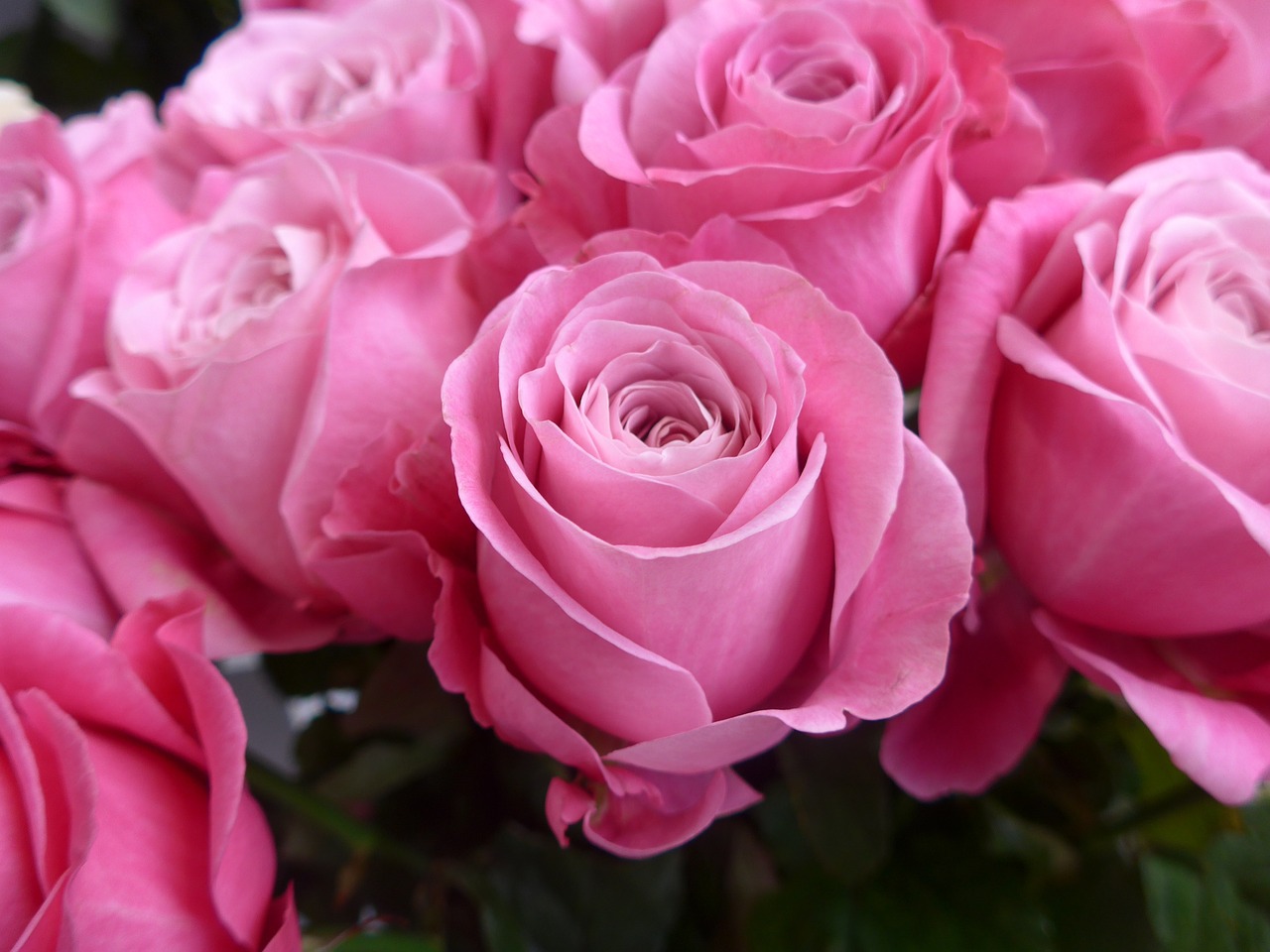 rose pink valentine free photo