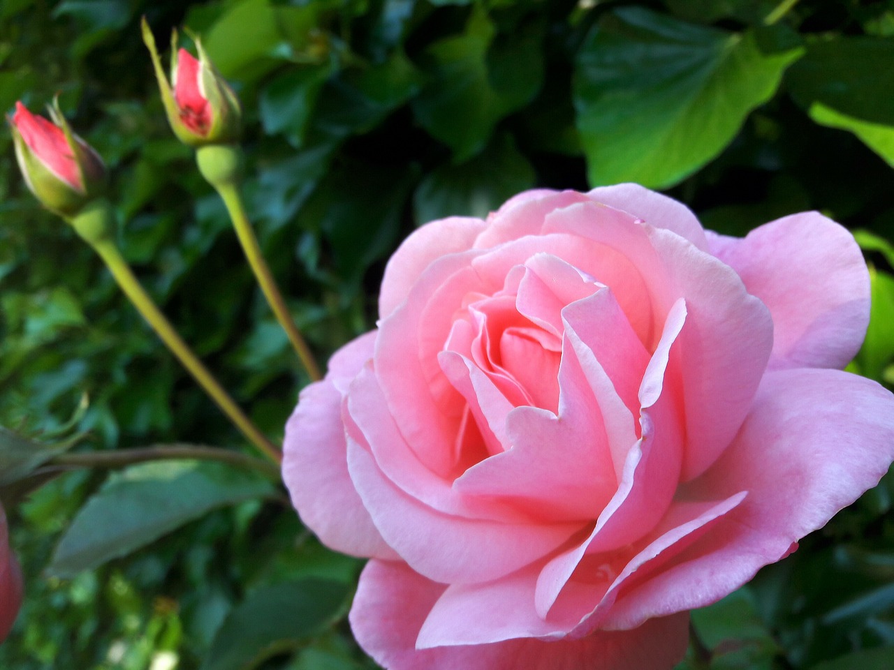 rose flower pink free photo