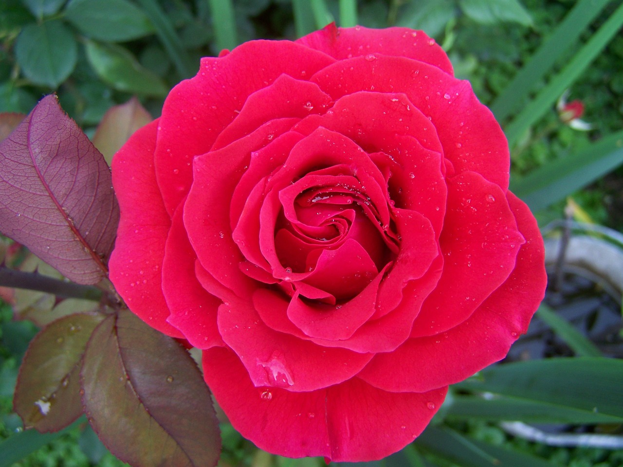 rose red rose garden plant free photo