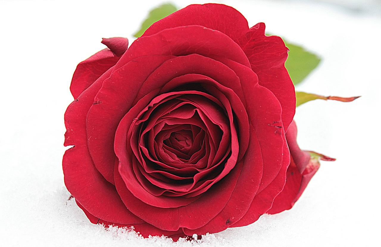 rose red flower free photo