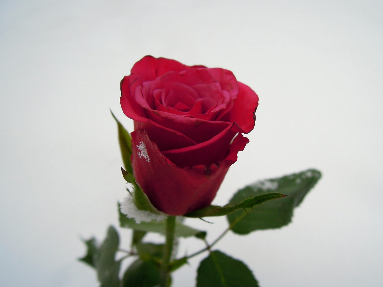 rose red flower free photo