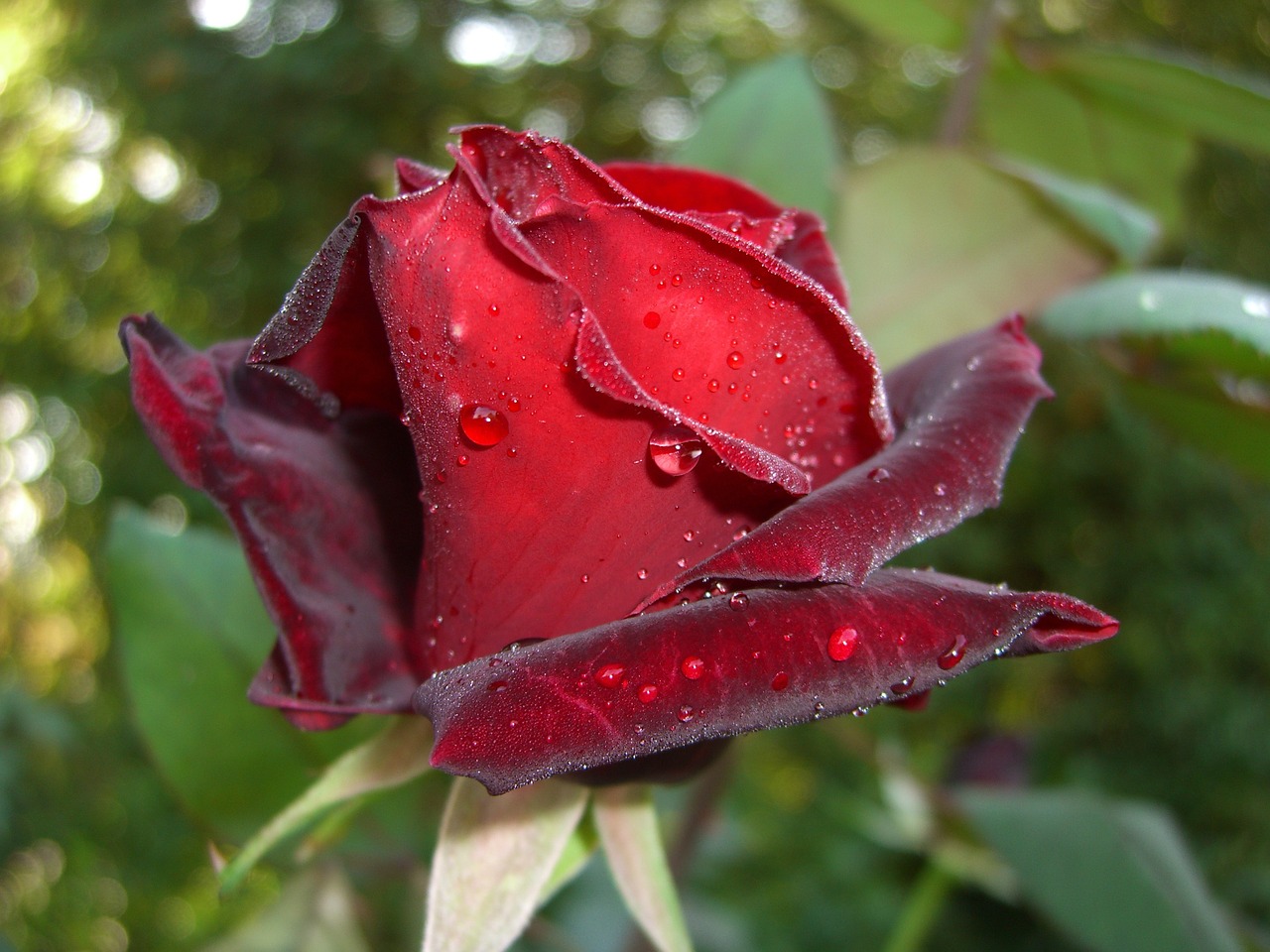 rose red saucepan free photo