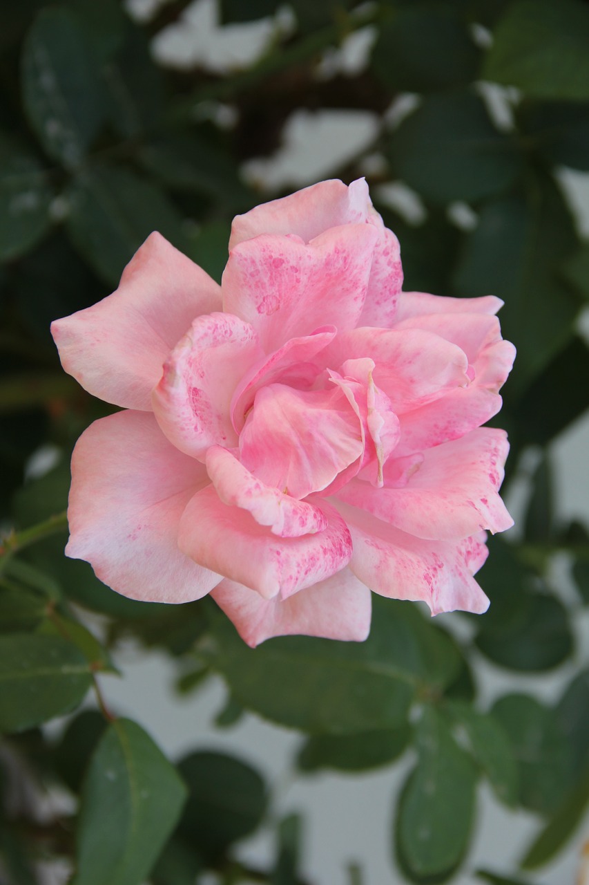 pink rose park garden free photo