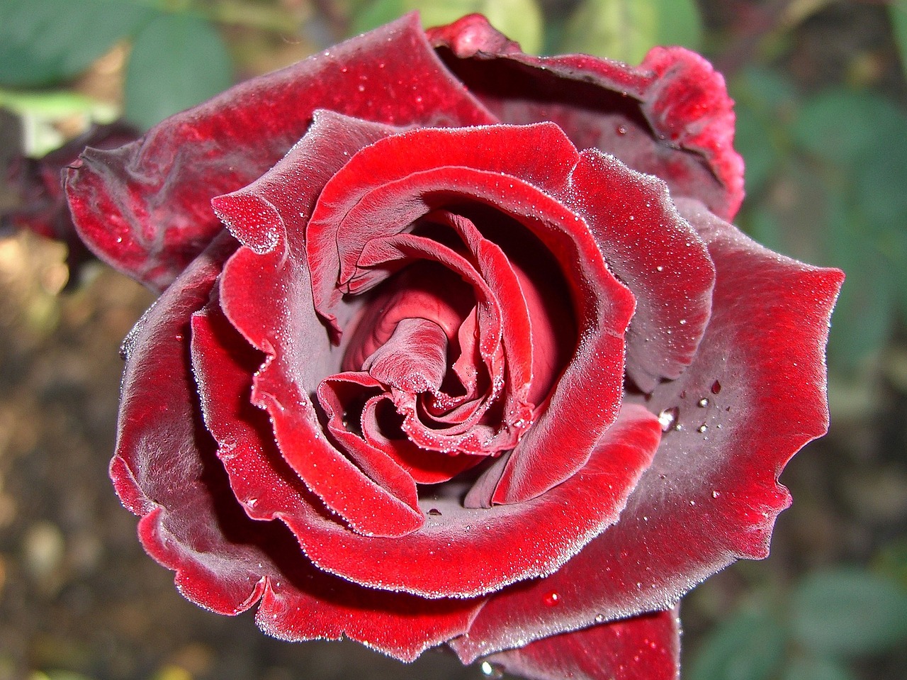 rose red red rose free photo