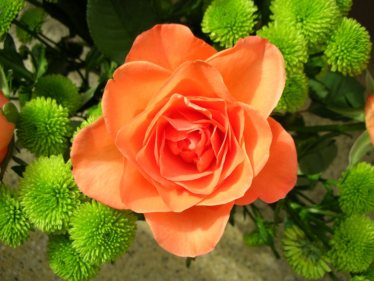 rose orange blossom free photo