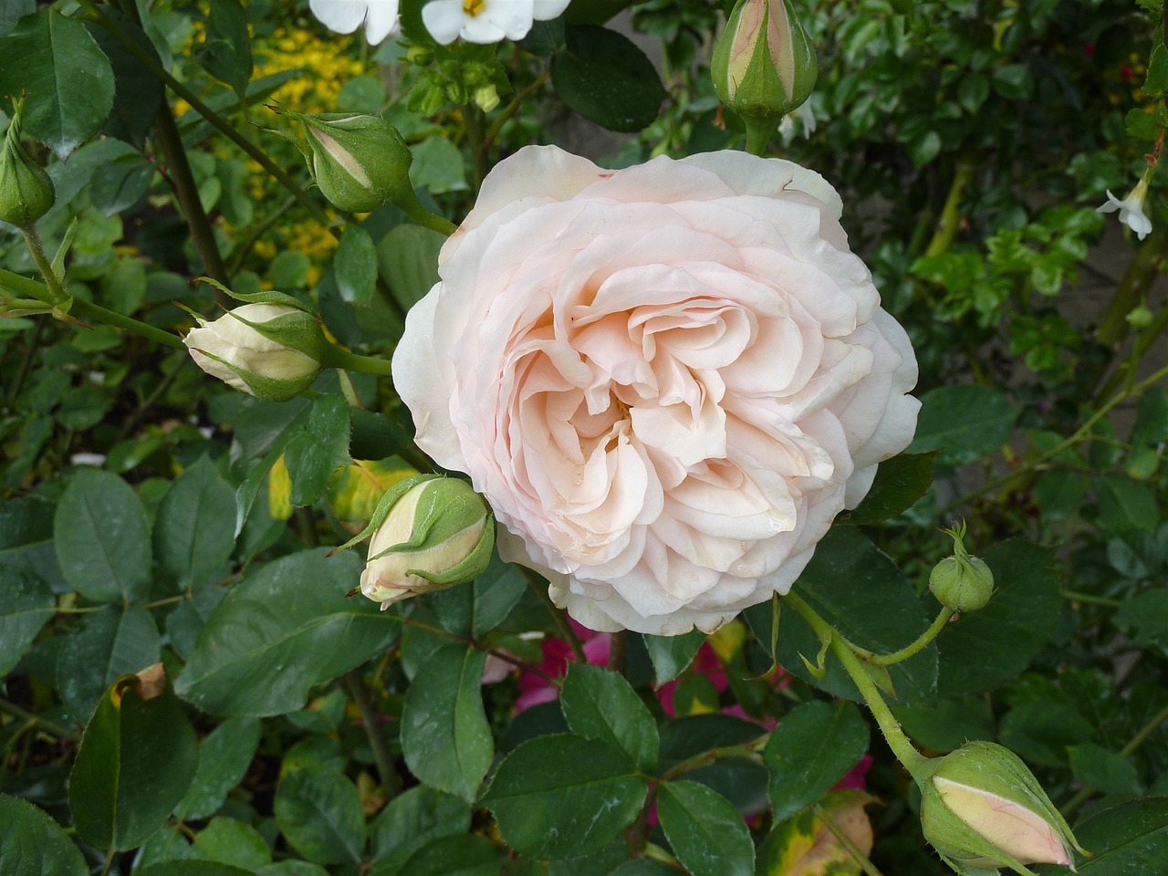 rose rose bloom pink free photo