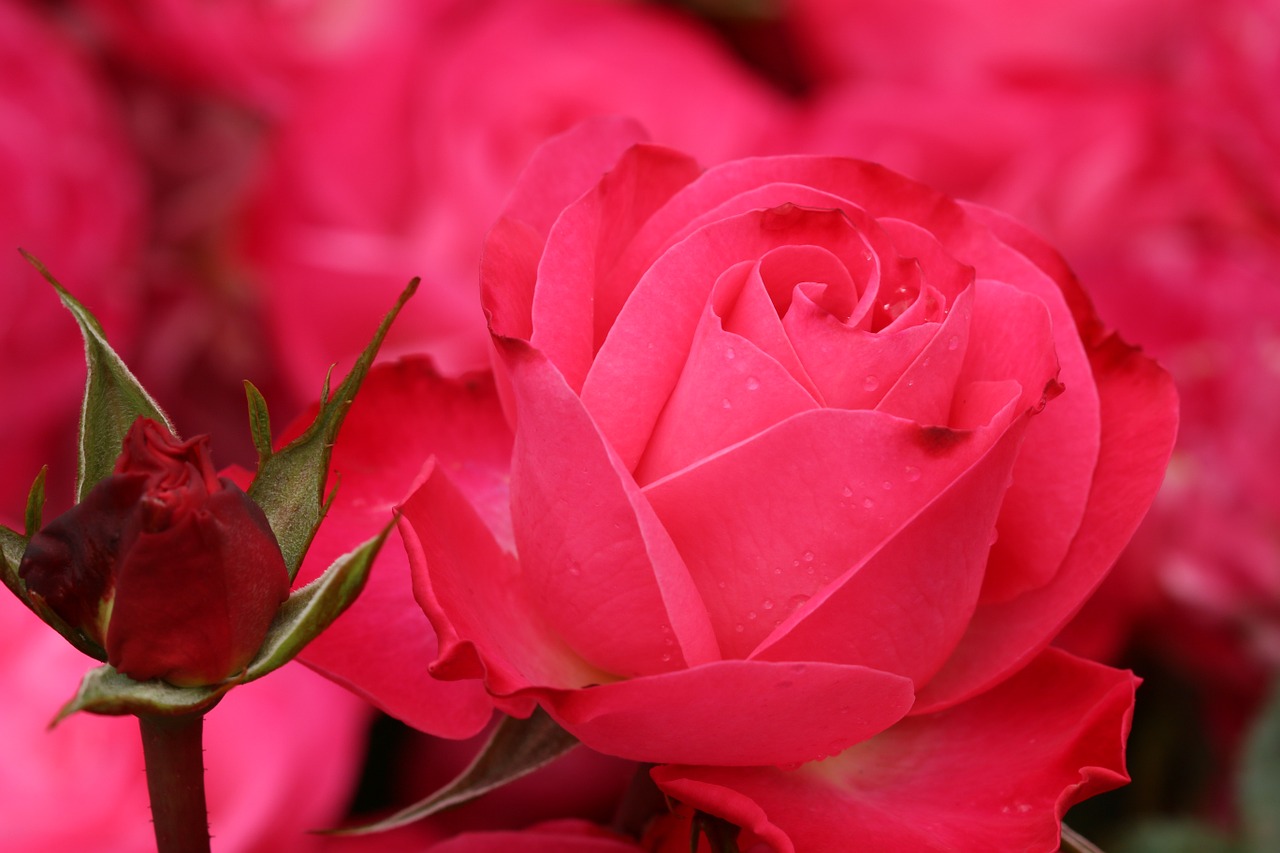 rose petals pink free photo