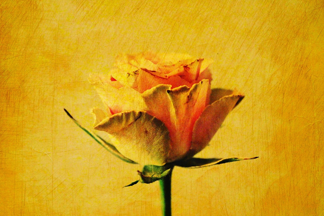 rose yellow effect free photo