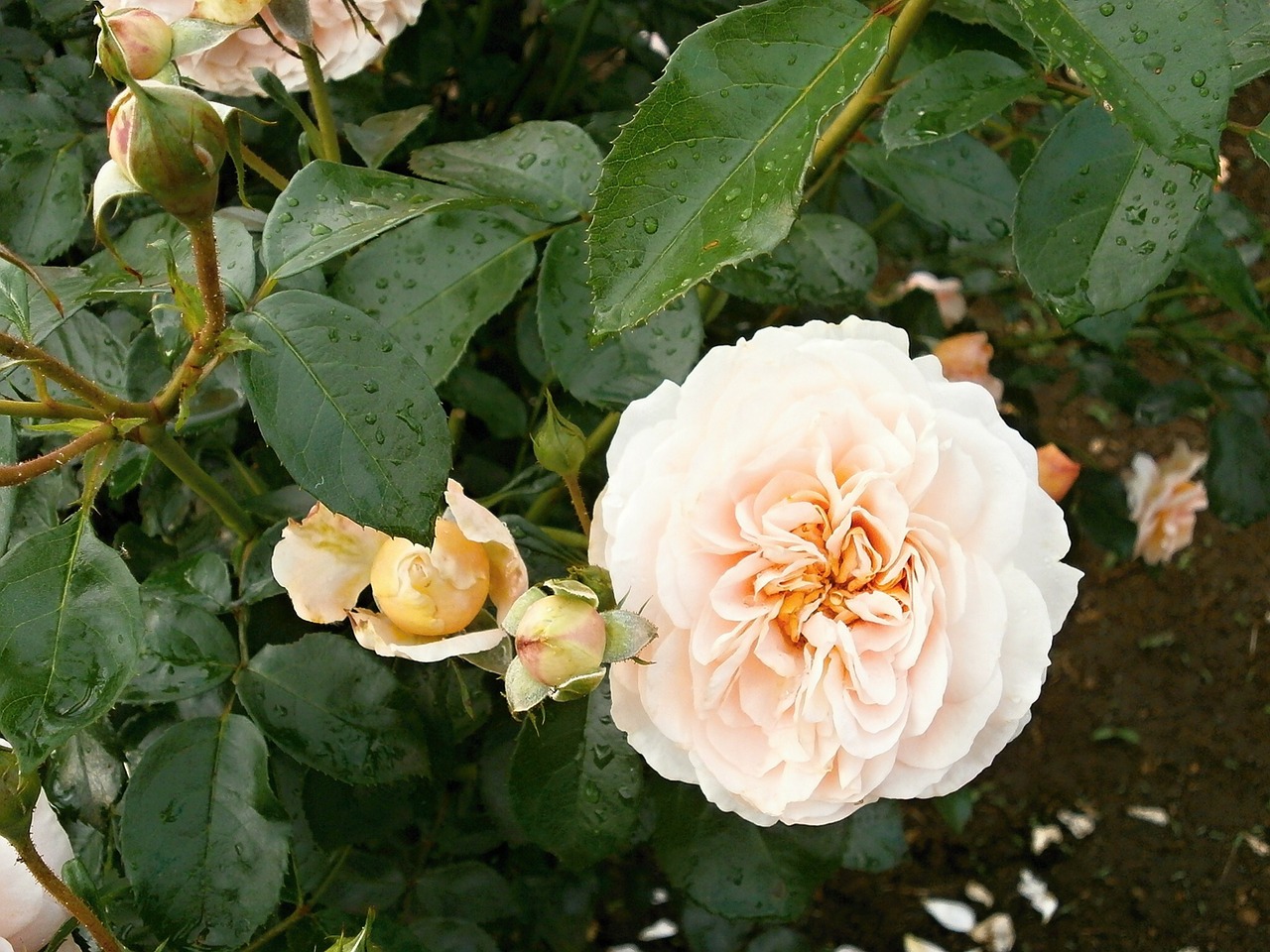 rose cream color rose garden free photo