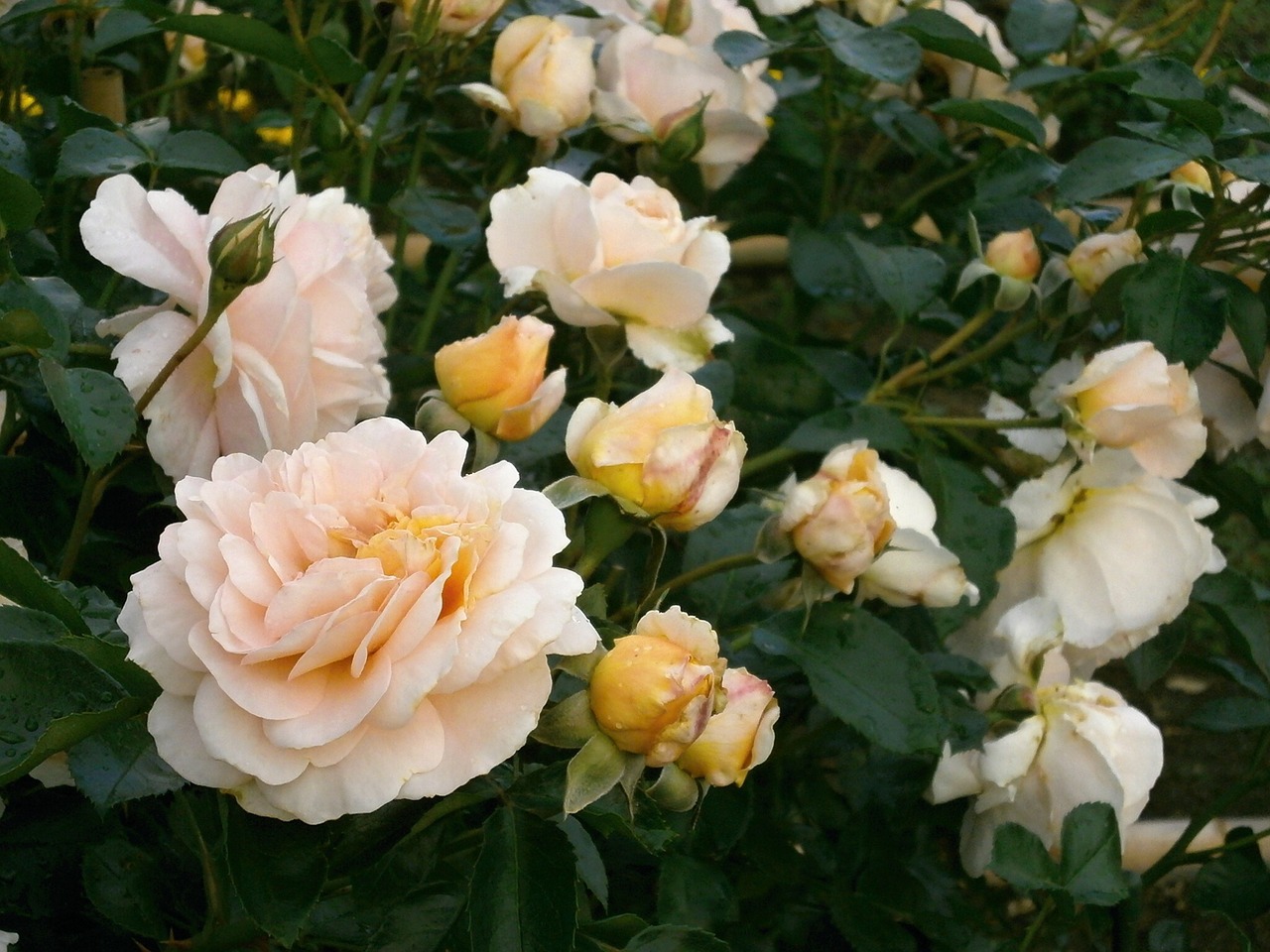 rose cream color rose garden free photo