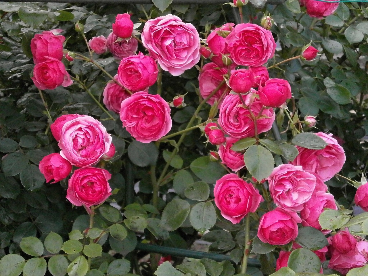 rose miniature roses pink flower free photo