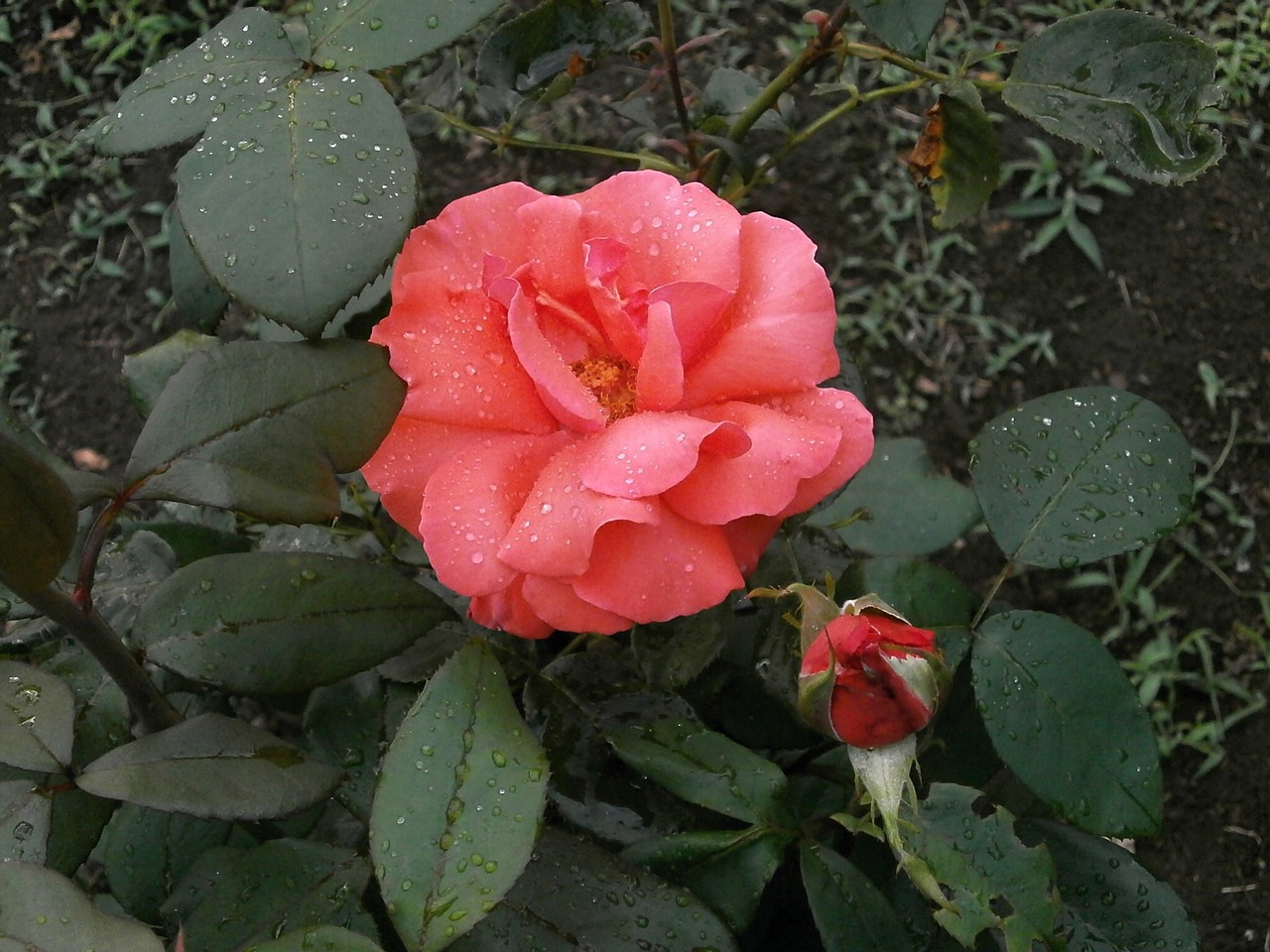 rose pink flower after the rain free photo