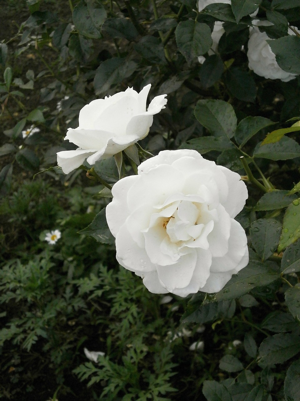 rose white flowers rose garden free photo