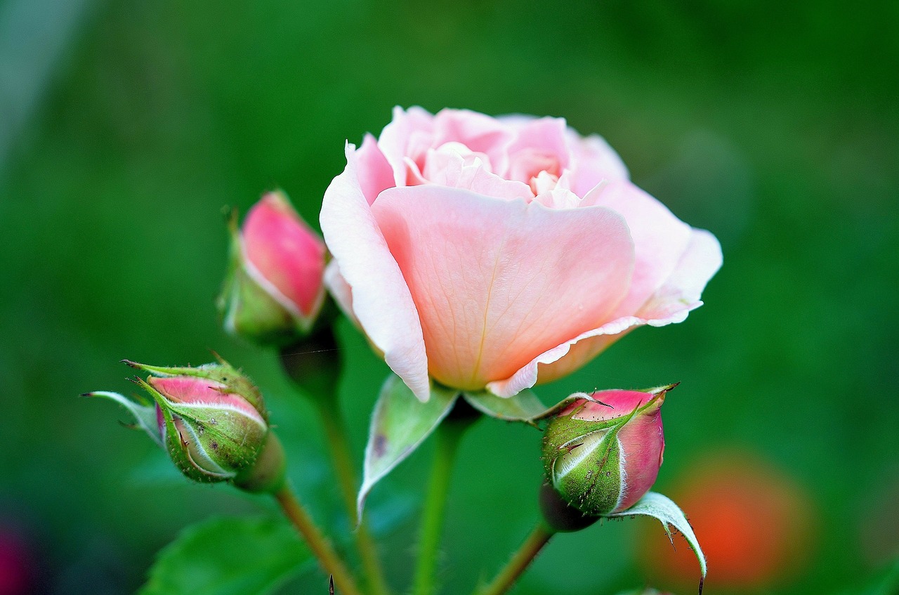 rose pink flower free photo