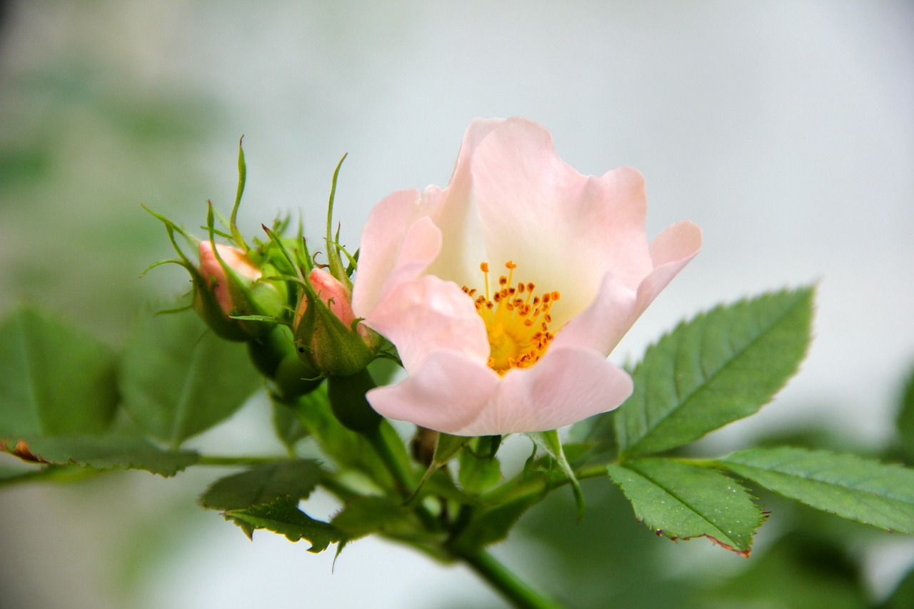 rose flowers pink free photo