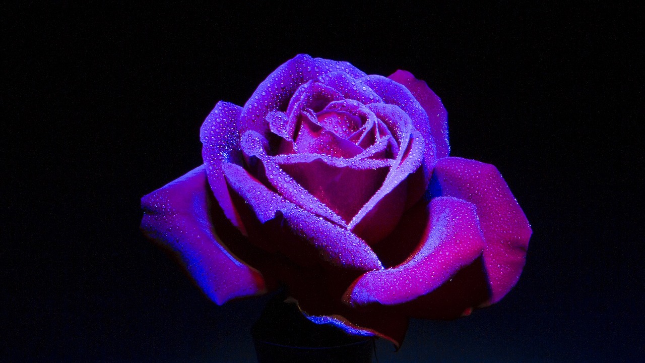 rose dark background flower free photo