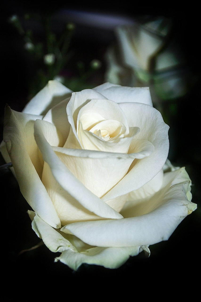 rose flower white free photo